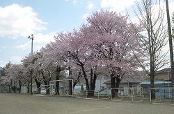 役場中央グラウンドの桜