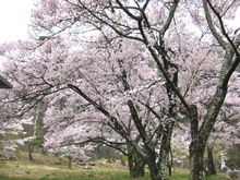 北の城公園の桜