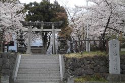 津島神社の桜